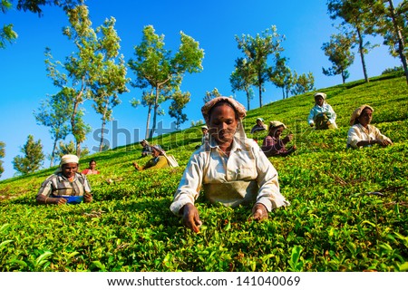 Coonoor, India - Dec 1: Women From India Pick In Tea Leaves On Tea Plantation On Dec 1, 2012 In Tamilnadu, India.