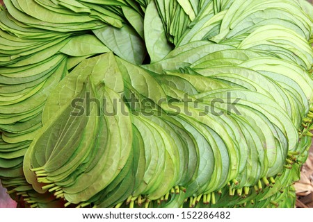 Stack of betel leaf in Madiwala market ,Bangalore.The betel leaf is cultivated in most of South and Southeast Asia.
