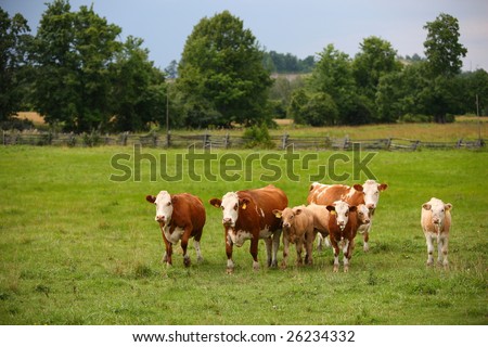 cow in farm field