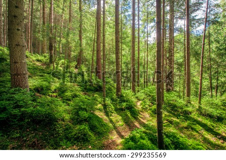 beautiful forest green wooden Ukraine