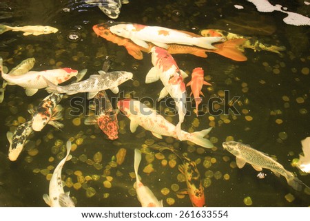 Carps Fish Japanese swimming in aquarium. Red decorative Fishes and Coins in holding tank. Symbols of good luck and prosperity in Japan.