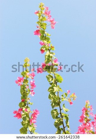 Pink flowers on blue sky background. Flowers at sunlight.