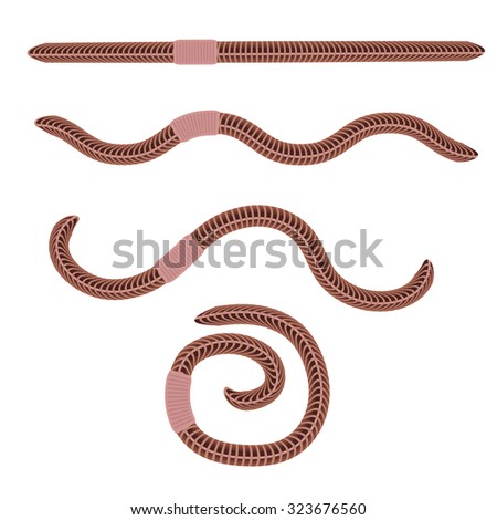 Animal Earth Red Worms for Fishing Isolated on White Background