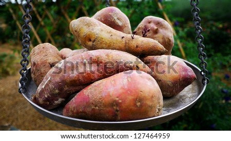 Sweet Potatoes on Weighing scale or Balance Scale.