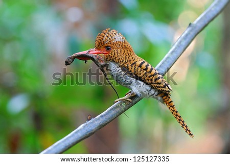 A Female Banded Kingfisher has Flying dragon in her bill.(Lacedo pulchella)