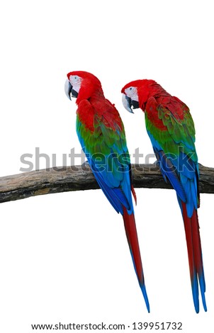 The Beautiful Red-and-green Macaw isolated on white background