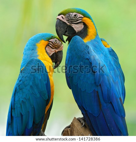 The beautiful birds Blue and Gold Macaw