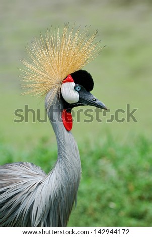 A beautiful bird Crowned Crane.