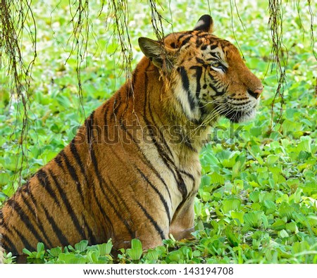 Portrait of a Royal Bengal tiger.