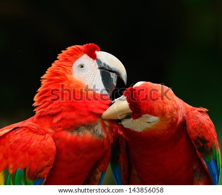 The beautiful birds Scarlet  Macaw isolate on white background.