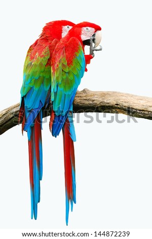 The beautiful birds Greenwinged Macaw isolate on white background.