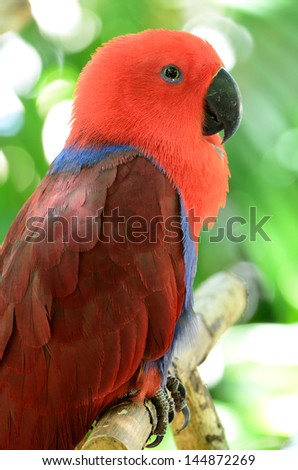Colorful red parrot, a female Electus parrot (Electus roratus)