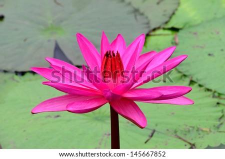 A beautiful light pink waterlily or lotus flower.