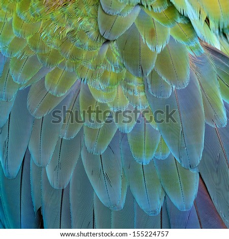 A beautiful bird Harlequin Macaw feathers