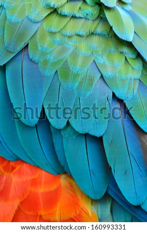 A beautiful bird Harlequin Macaw feathers.