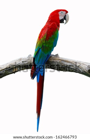 A beautiful Parrot, Red-and-green Macaw,Greenwinged macaw isolate on white background.