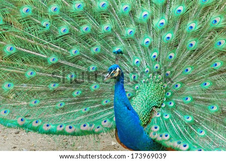 A male Green peacock showing his spreaded tail (Pavo muticus)