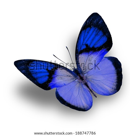 Blue butterfly flying up isolated on white background