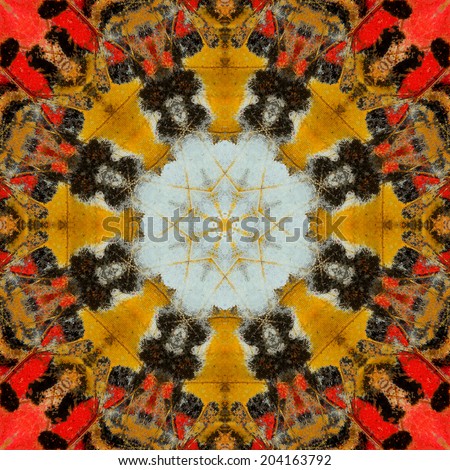 Beautiful pattern background texture made from butterfly\'s wing.