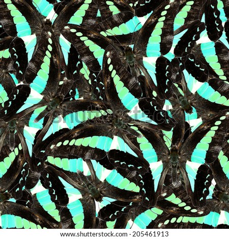 Beautiful pattern background texture made from compilation of Shoulder Blue Butterfly, Common Bluebottle Butterfly.