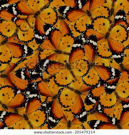 Beautiful pattern background texture made from compilation of Plain Tiger Butterfly upper wing profile in natural color