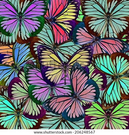 Beautiful pattern background texture made from compilation of colorful butterfly.