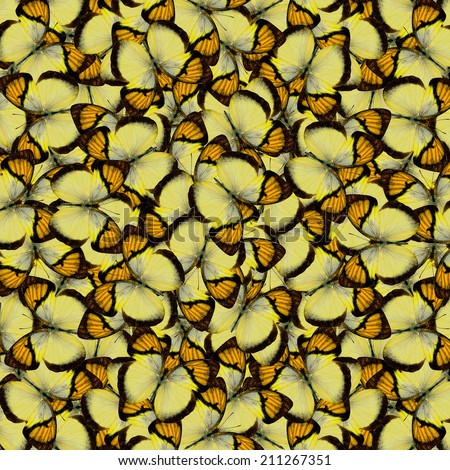 Butterfly pattern,Beautiful background texture made from Yellow Orange Tip butterfly