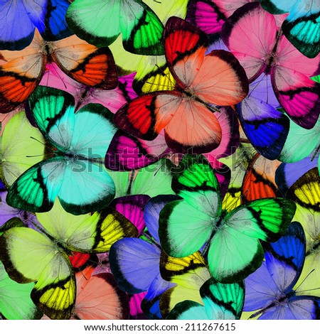 Butterfly pattern,Beautiful background texture made from colorful butterfly