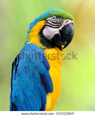 Bird,beautiful bird Blue and Gold Macaw.