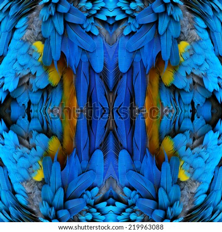 Bird feathers, beautiful pattern background texture made from Blue and Gold Macaw feathers.