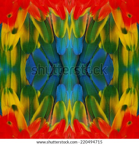 Bird feathers; beautiful colorful pattern background texture made from Scarlet Macaw feathers.