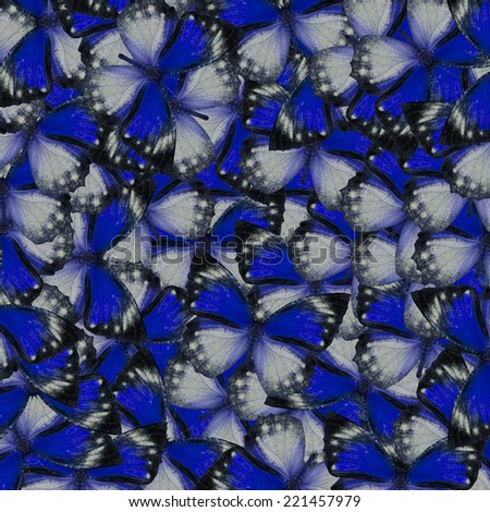 Butterfly pattern,beautiful background texture made from blue butterfly