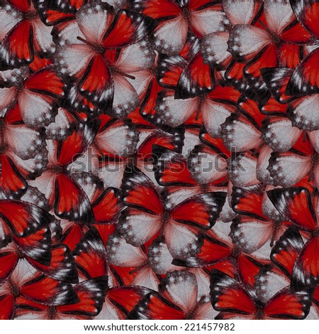 Butterfly pattern,beautiful background texture made from red butterfly