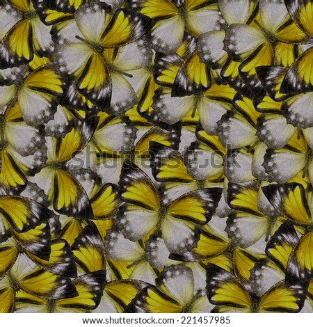 Butterfly pattern,beautiful background texture made from yellow butterfly