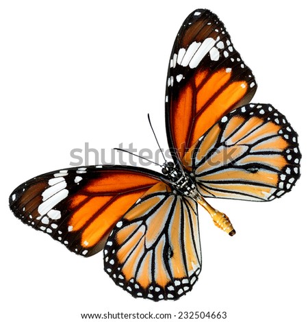 Common Tiger Butterfly, Danaus Genutia , Monarch Butterfly lower wing profile isolated on white background