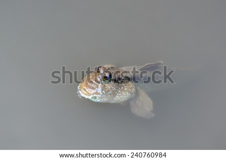 Little cute fish Mudskipper,Amphibious fish,Boleophthalmus boddarti