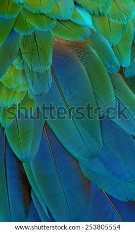 Bird feather, beautiful pattern background texture made from Harlequin Macaw.