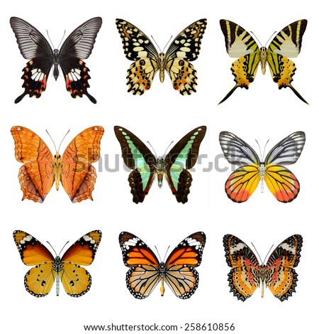 Butterfly collection ,set of lower wing profile butterflies