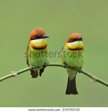 Beautiful birds Chestnut headed Bee eater perched on branch.(Merops leschenaulti)