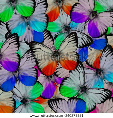 Butterfly ,beautiful pattern abstract background texture made from colorful butterfly