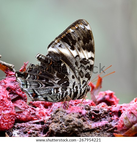 Beautiful butterfly, Blue Begum butterfly present in the natural color