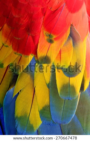 Bird  feathers, Scarlet Macaw feathers.