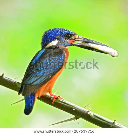 Beautiful bird, male Blue-eared Kingfisher on feeding time.(Alcedo meninting)