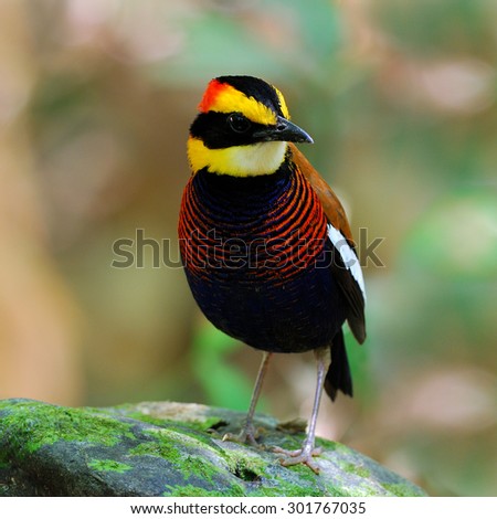 Beautiful bird male Banded Pitta  ,Malayan Banded Pitta (Pitta guajana)