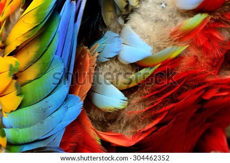 Yellow Feathers Background Composition. Real MACAW Bird Feathers