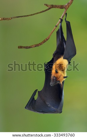 Bat, Hanging Lyle\'s flying fox hang on branch, Pteropus lylei
