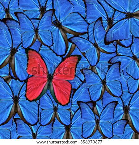 Beautiful Red butterfly present on blue butterflies seamless.