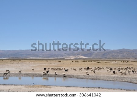 ALTIPLANO, BOLIVIA - SEPTEMBER 10, 2010: Sheep farming in the vastness of the Altiplano. Altiplano is a vast plateau in the Andes mountains.