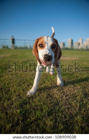 Cute Beagle Showing a Cheeky, Funny Expression