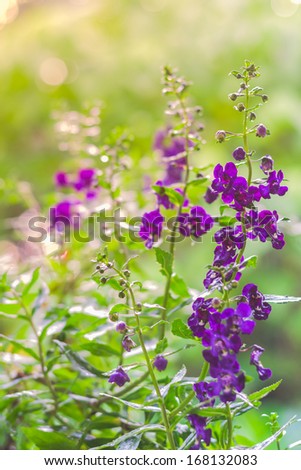 purple angelface pin flower under sunlight